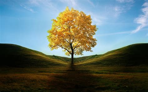 Lonely tree - Oct 24, 2013 · The hardy tree, a nearby well showed, had reached its roots more than 100 feet underground to drink from the water table. But then, in 1973, the centuries-old survivor met its match. A guy ran the ... 